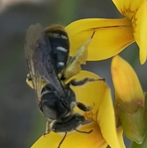 Lipotriches (Austronomia) ferricauda at Mount Annan, NSW - 14 Sep 2023