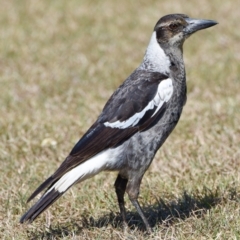 Gymnorhina tibicen (Australian Magpie) at Wellington Point, QLD - 5 Sep 2023 by PJH123