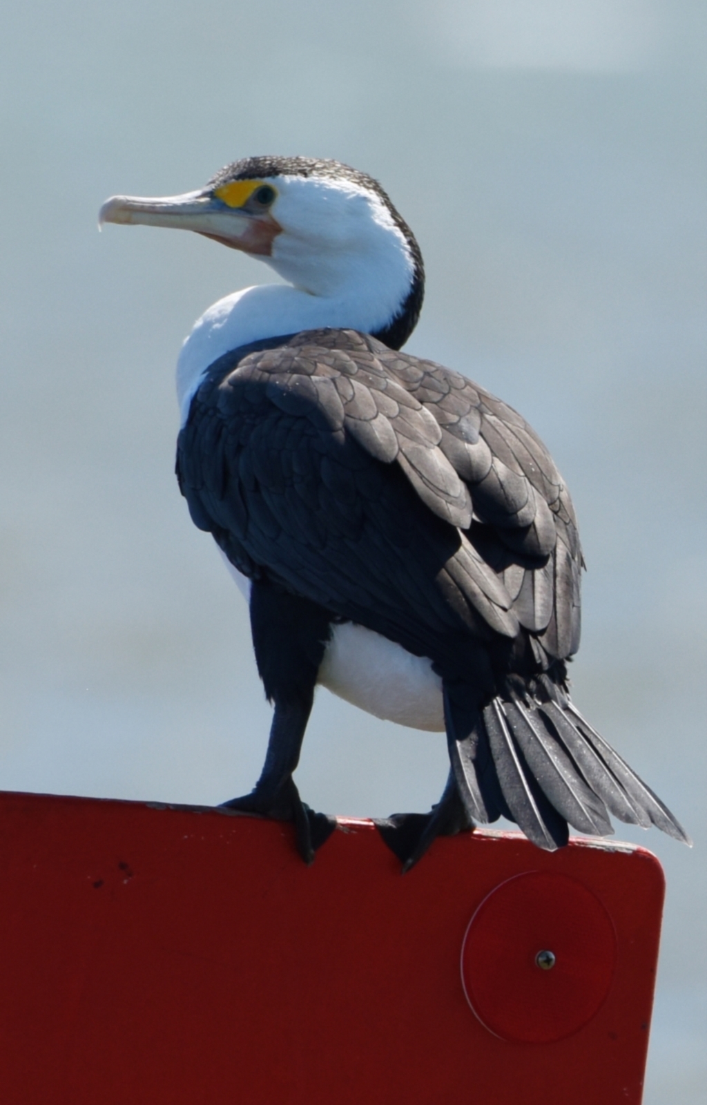 Phalacrocorax varius at Wellington Point, QLD - 5 Sep 2023