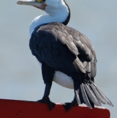 Phalacrocorax varius (Pied Cormorant) at Wellington Point, QLD - 5 Sep 2023 by PJH123
