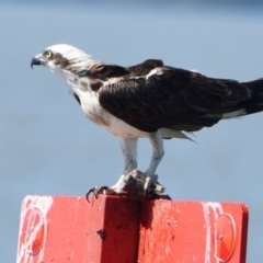 Pandion haliaetus (Osprey) at Wellington Point, QLD - 5 Sep 2023 by PJH123