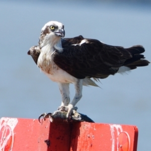 Pandion haliaetus at Wellington Point, QLD - suppressed