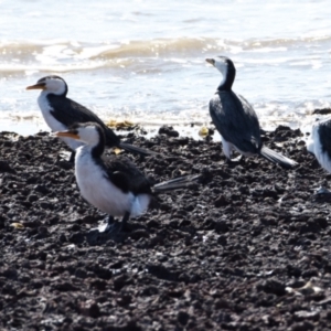 Microcarbo melanoleucos at Wellington Point, QLD - 5 Sep 2023 10:31 AM