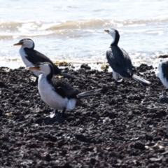 Microcarbo melanoleucos (Little Pied Cormorant) at Wellington Point, QLD - 5 Sep 2023 by PJH123