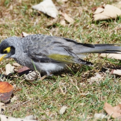 Manorina melanocephala (Noisy Miner) at Wellington Point, QLD - 5 Sep 2023 by PJH123