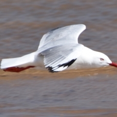 Chroicocephalus novaehollandiae (Silver Gull) at Wellington Point, QLD - 5 Sep 2023 by PJH123