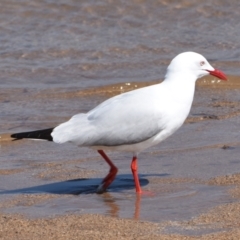 Chroicocephalus novaehollandiae at Wellington Point, QLD - 5 Sep 2023 10:55 AM