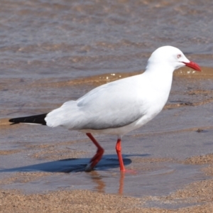 Chroicocephalus novaehollandiae at Wellington Point, QLD - 5 Sep 2023 10:55 AM