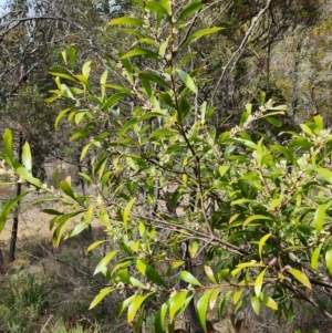 Hakea eriantha at Bunyan, NSW - 15 Sep 2023 11:09 AM