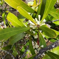 Hakea eriantha at Bunyan, NSW - 15 Sep 2023 11:09 AM