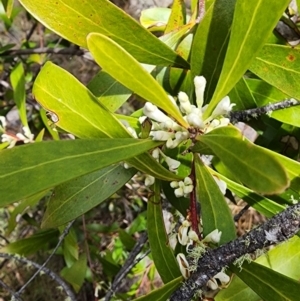 Hakea eriantha at Bunyan, NSW - 15 Sep 2023 11:09 AM