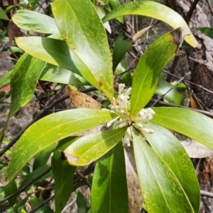 Hakea eriantha at Bunyan, NSW - 15 Sep 2023 11:09 AM