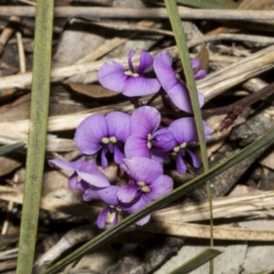 Hardenbergia violacea at Bruce, ACT - 16 Sep 2023 10:32 AM