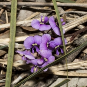Hardenbergia violacea at Bruce, ACT - 16 Sep 2023