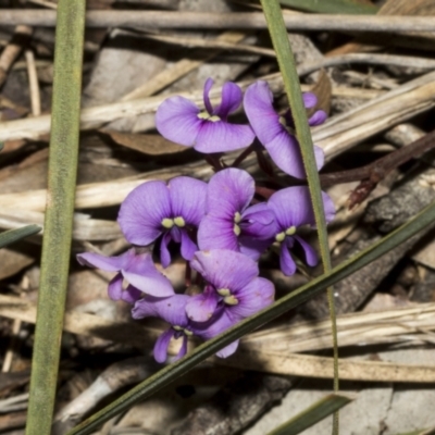 Hardenbergia violacea (False Sarsaparilla) at Bruce Ridge to Gossan Hill - 16 Sep 2023 by AlisonMilton