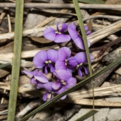 Hardenbergia violacea (False Sarsaparilla) at Bruce Ridge - 16 Sep 2023 by AlisonMilton