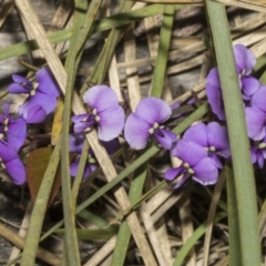 Hardenbergia violacea at Bruce, ACT - 16 Sep 2023