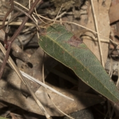 Hardenbergia violacea at Bruce, ACT - 16 Sep 2023