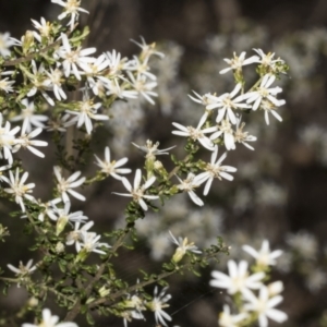 Olearia microphylla at Bruce, ACT - 16 Sep 2023 10:44 AM