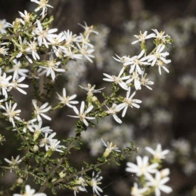 Olearia microphylla (Olearia) at Bruce Ridge to Gossan Hill - 16 Sep 2023 by AlisonMilton