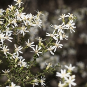 Olearia microphylla at Bruce, ACT - 16 Sep 2023