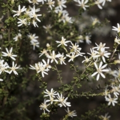 Olearia microphylla at Bruce, ACT - 16 Sep 2023 10:44 AM