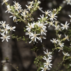 Olearia microphylla at Bruce, ACT - 16 Sep 2023