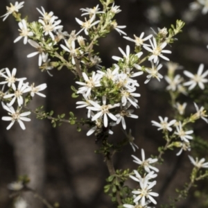 Olearia microphylla at Bruce, ACT - 16 Sep 2023 10:44 AM