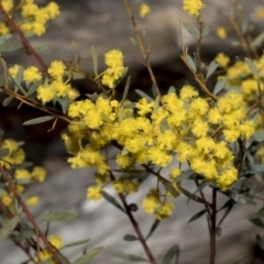 Acacia buxifolia subsp. buxifolia (Box-leaf Wattle) at Bruce Ridge to Gossan Hill - 16 Sep 2023 by AlisonMilton