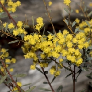 Acacia buxifolia subsp. buxifolia at Bruce, ACT - 16 Sep 2023 10:46 AM