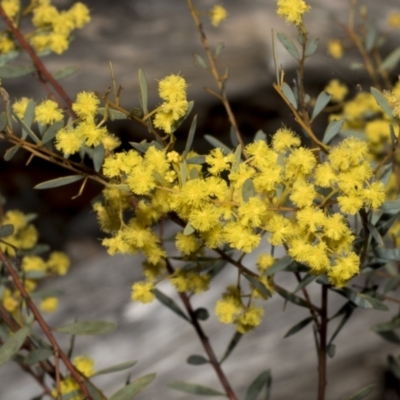 Acacia buxifolia subsp. buxifolia (Box-leaf Wattle) at Bruce, ACT - 16 Sep 2023 by AlisonMilton