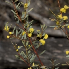 Acacia buxifolia subsp. buxifolia at Bruce, ACT - 16 Sep 2023 10:46 AM