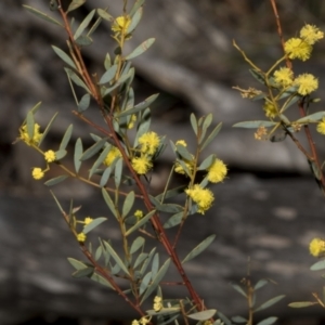 Acacia buxifolia subsp. buxifolia at Bruce, ACT - 16 Sep 2023