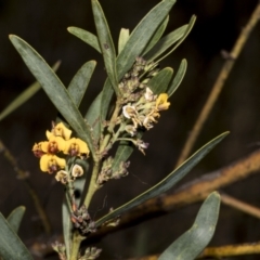 Daviesia mimosoides subsp. mimosoides at Bruce Ridge to Gossan Hill - 16 Sep 2023 by AlisonMilton