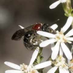 Lasioglossum (Callalictus) callomelittinum (Halictid bee) at Bruce Ridge - 16 Sep 2023 by AlisonMilton