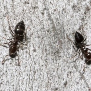 Crematogaster sp. (genus) at Bruce, ACT - 16 Sep 2023 10:06 AM