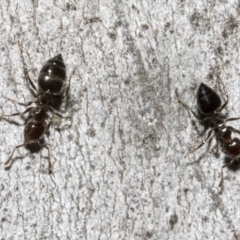 Crematogaster sp. (genus) (Acrobat ant, Cocktail ant) at Bruce, ACT - 16 Sep 2023 by AlisonMilton