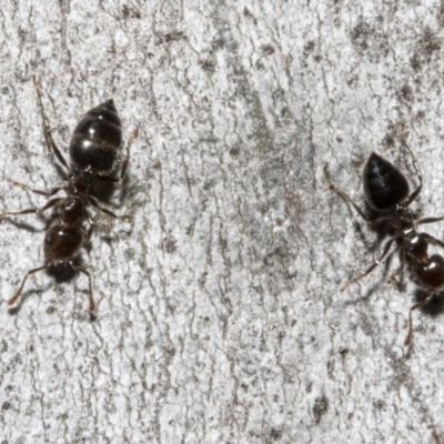 Crematogaster sp. (genus) (Acrobat ant, Cocktail ant) at Bruce Ridge - 16 Sep 2023 by AlisonMilton