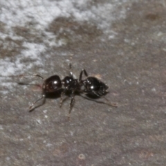 Crematogaster sp. (genus) at Bruce, ACT - 16 Sep 2023 10:06 AM