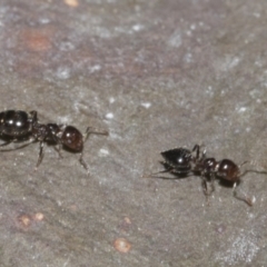 Crematogaster sp. (genus) at Bruce, ACT - 16 Sep 2023 10:06 AM