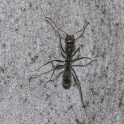 Iridomyrmex mayri at Bruce, ACT - 16 Sep 2023 by AlisonMilton