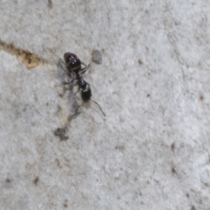 Ochetellus sp. at Bruce, ACT - 16 Sep 2023