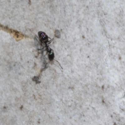 Ochetellus sp. (Unidentified Ochetellus ant) at Bruce, ACT - 16 Sep 2023 by AlisonMilton
