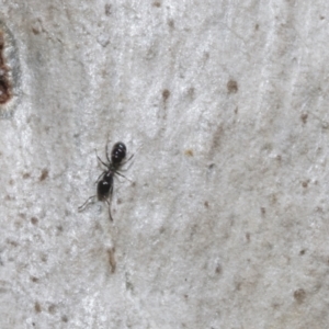 Ochetellus sp. at Bruce, ACT - 16 Sep 2023 10:35 AM