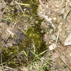 Grimmia sp. at Bruce, ACT - 16 Sep 2023 by AlisonMilton