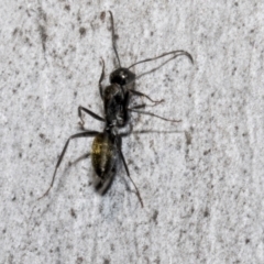 Camponotus aeneopilosus (A Golden-tailed sugar ant) at Bruce, ACT - 16 Sep 2023 by AlisonMilton