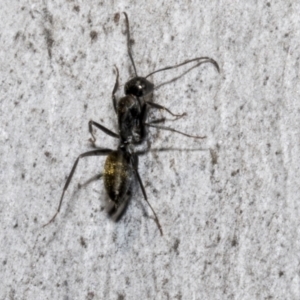 Camponotus aeneopilosus at Bruce, ACT - 16 Sep 2023 09:37 AM