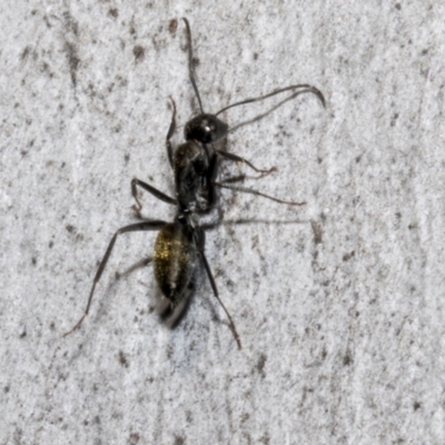 Camponotus aeneopilosus (A Golden-tailed sugar ant) at Bruce Ridge to Gossan Hill - 15 Sep 2023 by AlisonMilton
