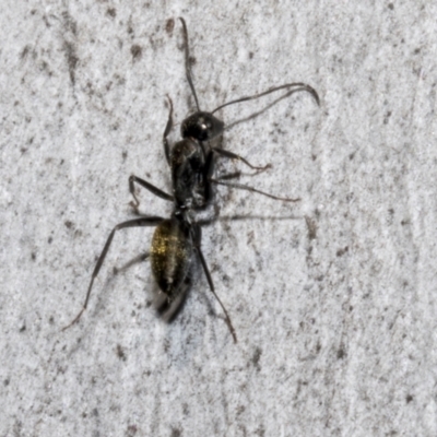 Camponotus aeneopilosus (A Golden-tailed sugar ant) at Bruce Ridge - 15 Sep 2023 by AlisonMilton