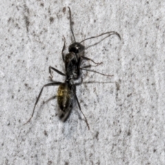 Camponotus aeneopilosus (A Golden-tailed sugar ant) at Bruce Ridge - 15 Sep 2023 by AlisonMilton